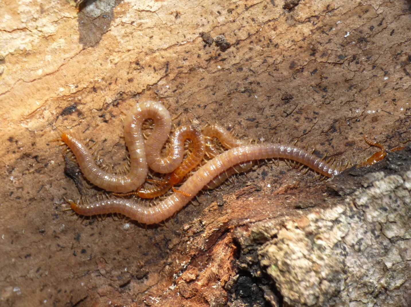 Geophilidae sotto la corteccia